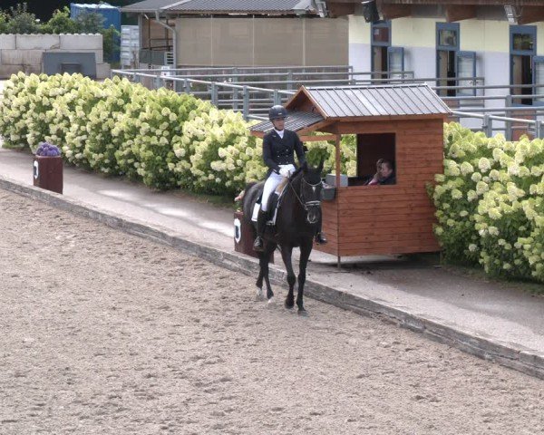 Reitturnier Gerasdorf 2025