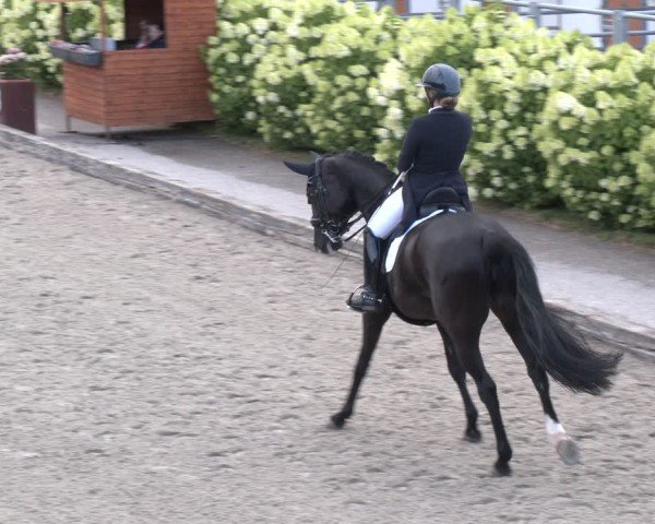 Reitturnier Gerasdorf 2025
