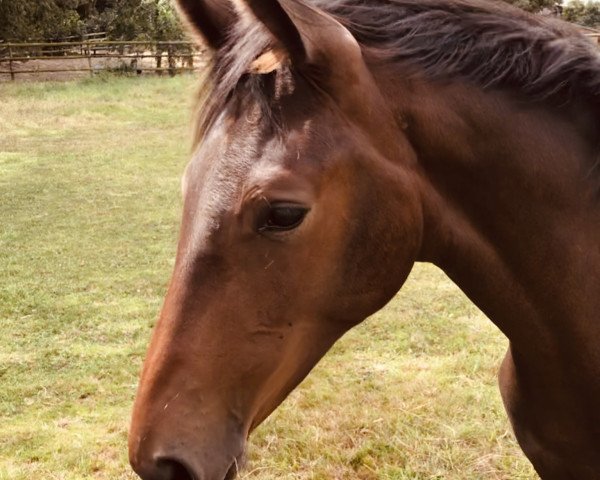 horse Estobar’s Ella (Westphalian, 2020, from Estobar NRW)