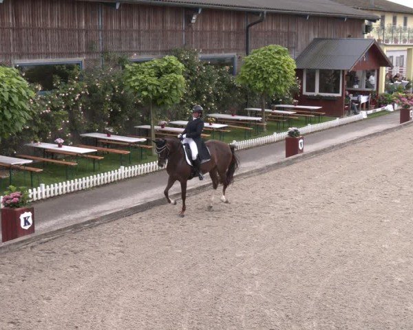 Reitturnier Gerasdorf 2025