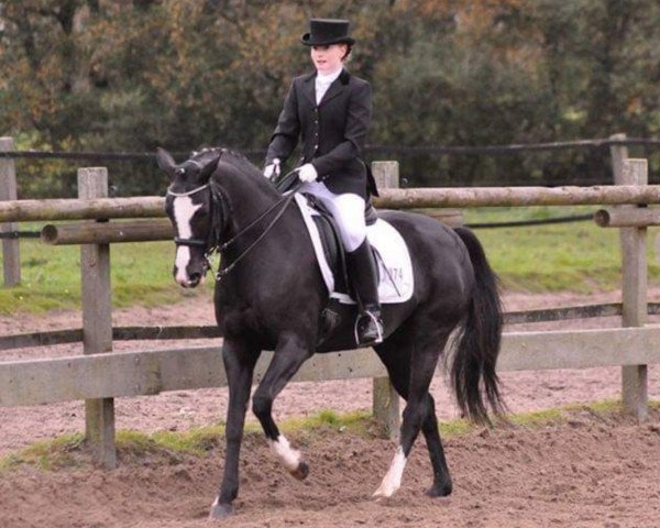 dressage horse Cira (German Riding Pony, 2002, from Kennedy WE)