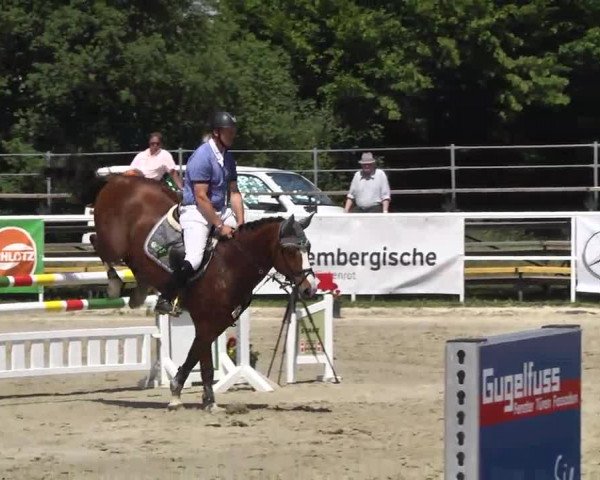Großes Langenauer Reitturnier 2014
