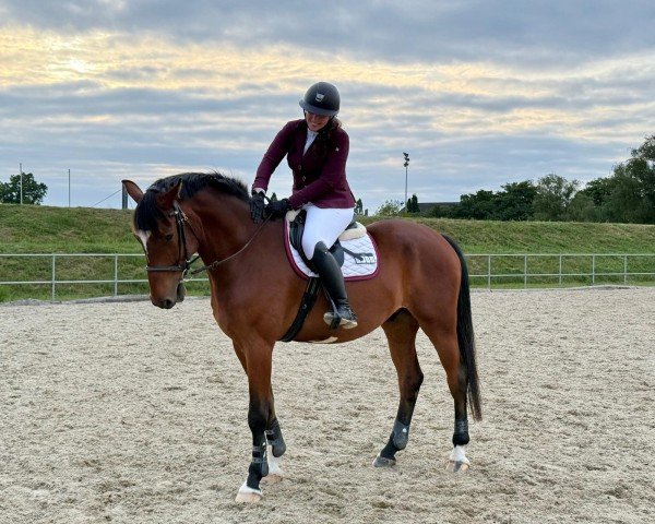 horse Fix It Felix (Mecklenburg, 2018, from Farian)
