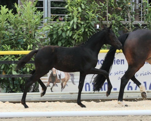 foal by Die Nachtschwärmerin (German Riding Pony, 2025, from Assenmachers Nachtschwärmer)