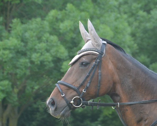 Broodmare Dona Milagro (Hanoverian, 2003, from Don Bosco)