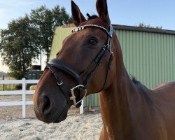 horse Corinijo Spring (Hanoverian, 2017, from Contendro-Star)