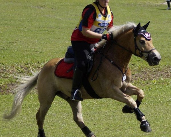jumper Number One 2 (Haflinger, 2008, from Nathan) jumper Number One 2 (Haflinger, 2008, from Nathan)