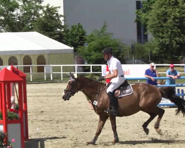 Großes Langenauer Reitturnier 2014
