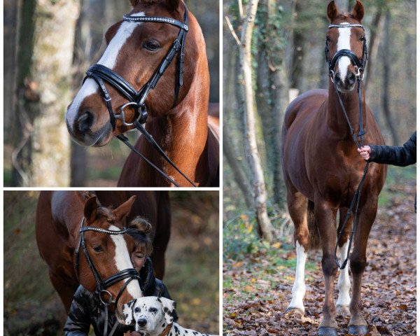 dressage horse Maserati 22 (German Riding Pony, 2013, from Machno Carwyn)