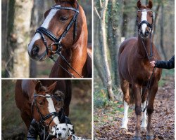 dressage horse Maserati 22 (German Riding Pony, 2013, from Machno Carwyn)