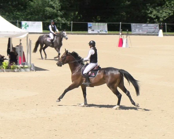 Reitturnier Maienfeld 2025