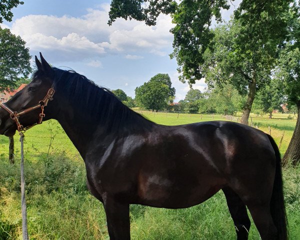 broodmare Helen (unknown,  , from Edino)