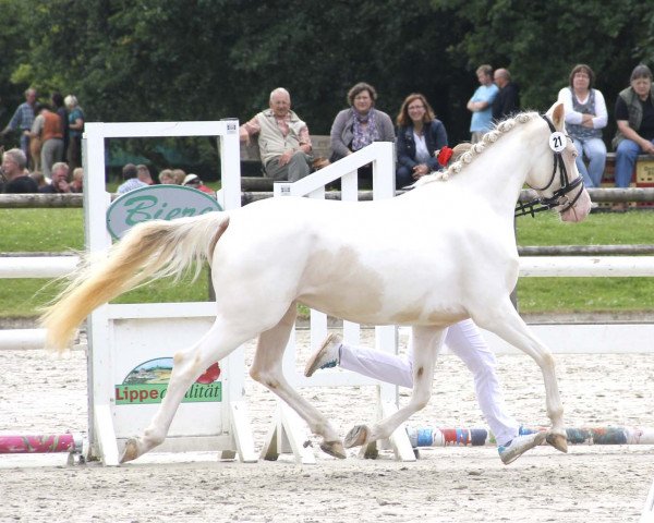 horse Söl'rings Cheyenne (German Riding Pony, 2013, from The Braes My Mobility)