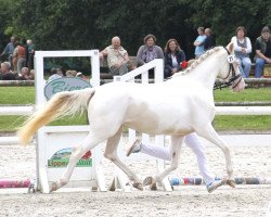 horse Söl'rings Cheyenne (German Riding Pony, 2013, from The Braes My Mobility)