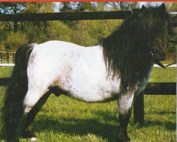 Deckhengst Fiffikus von Uda (Shetland Pony (unter 87 cm), 1989, von Fairy Regent)