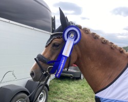 dressage horse Goldmarie's Glück (German Riding Pony, 2018, from Cosmopolitan NRW)