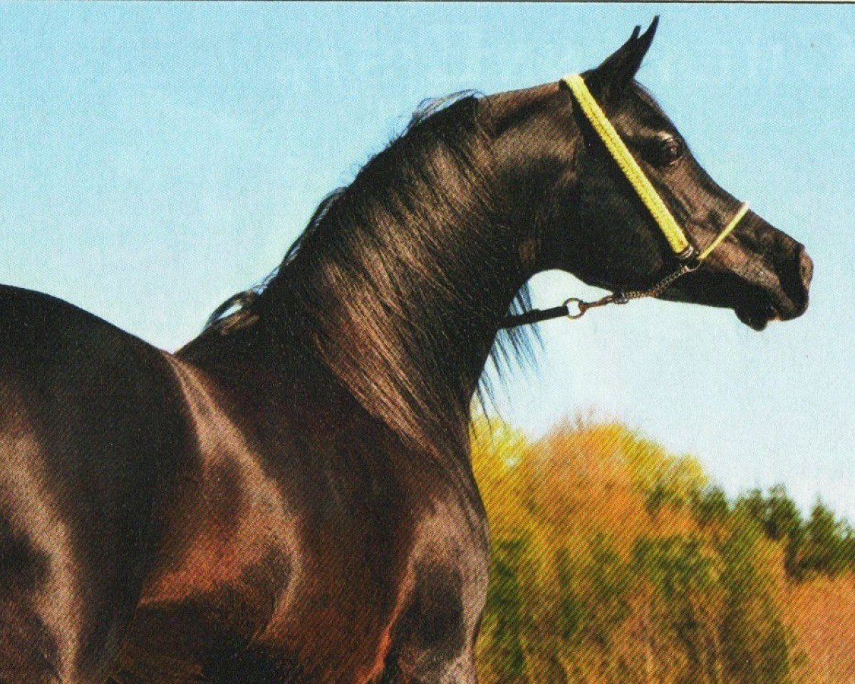 horse Mat Mashallan EAO (Arabian purebred, 2002, from Madallan Madheen EAO)