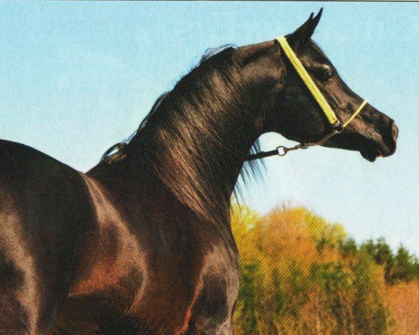 horse Mat Mashallan EAO (Arabian purebred, 2002, from Madallan Madheen EAO)
