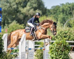 jumper Delano van het Keizershof Z (Zangersheide riding horse, 2017, from Diamant de Semilly)