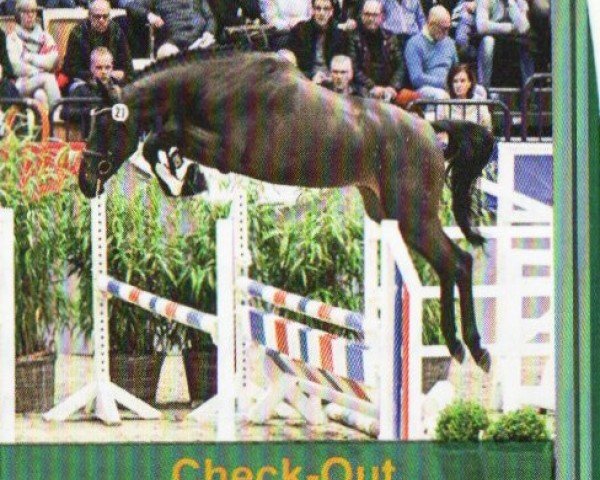 stallion Check Out (Holsteiner, 2020, from Chopin VA)