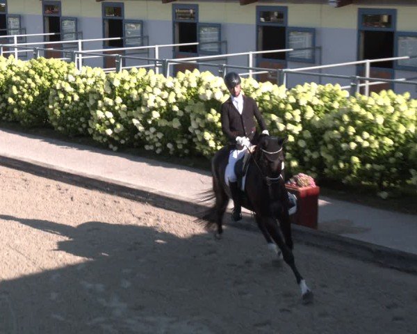 Reitturnier Gerasdorf 2025