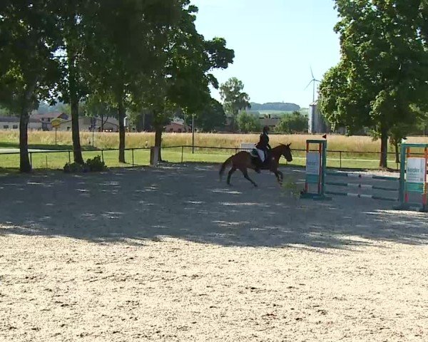 Reitturnier Rot am See- Musdorf 2025