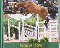 stallion Know How (Holsteiner, 2020, from Kannan)