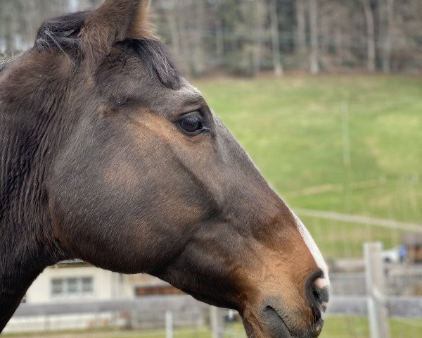 jumper Carlo B 3 (Württemberger, 2008, from Cero)