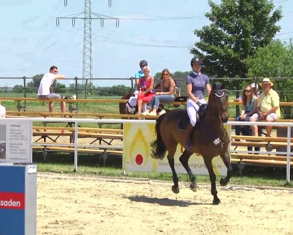 Großes Langenauer Reitturnier 2014