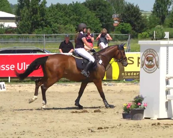 Großes Langenauer Reitturnier 2014
