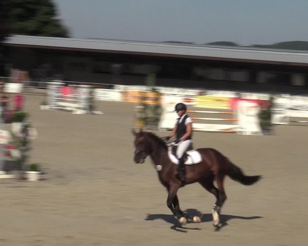 Reitturnier Vlotho-Exter 2025