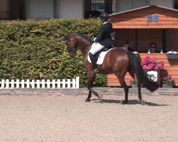 Reitturnier Gerasdorf 2025