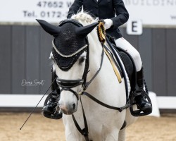 dressage horse A Kind of Magic 27 (Pony without race description, 2013)