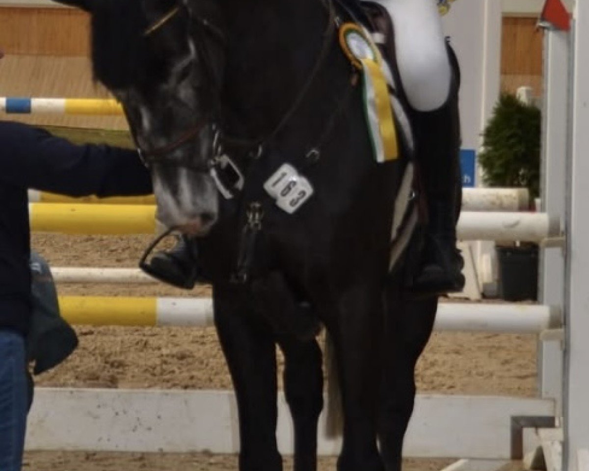 jumper Djangolito (Hanoverian, 2020, from Diacontinus)