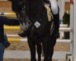 jumper Djangolito (Hanoverian, 2020, from Diacontinus)