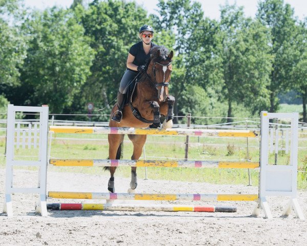 jumper Earl of London (Oldenburg, 2011)