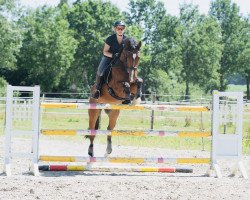 jumper Earl of London (Oldenburg, 2011)