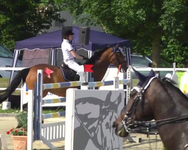 Großes Langenauer Reitturnier 2014