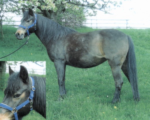 Broodmare Batate (German Riding Pony, 1986, from Brokat)