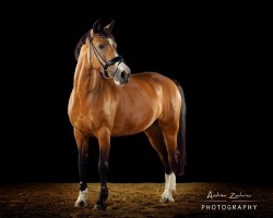 dressage horse Bluna 21 (German Riding Pony, 2002, from Batman)