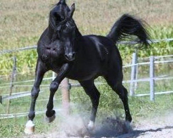 stallion The Verdict HG EAO (Arabian purebred, 1995, from Thee Desperado 1989 EAO)