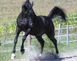 stallion The Verdict HG EAO (Arabian purebred, 1995, from Thee Desperado 1989 EAO)