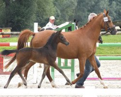 horse Findus RS (German Riding Pony, 2017, from Future Dream)