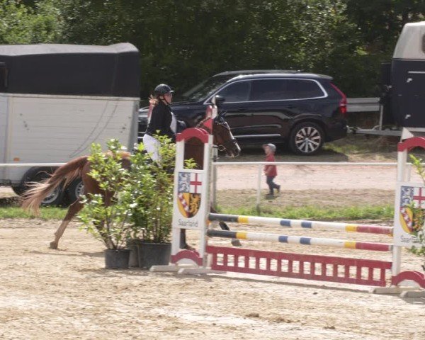 Reitturnier Heiligenwald 2025