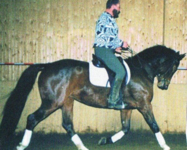 dressage horse Love Parade 9 (Hanoverian, 1998, from Longchamp)