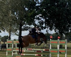 jumper Cosmic Crusador (Holsteiner, 2013, from Catoo)