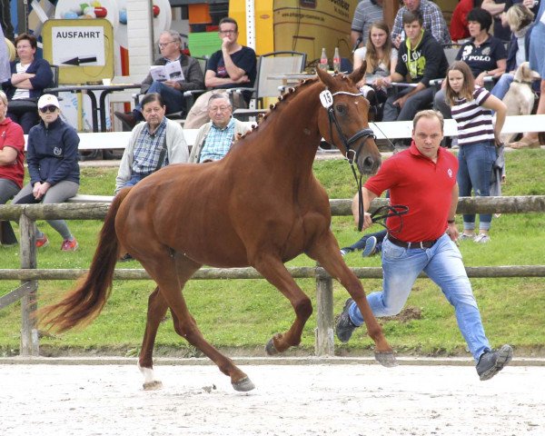 dressage horse Aluna 22 (Westphalian, 2014, from All At Once)