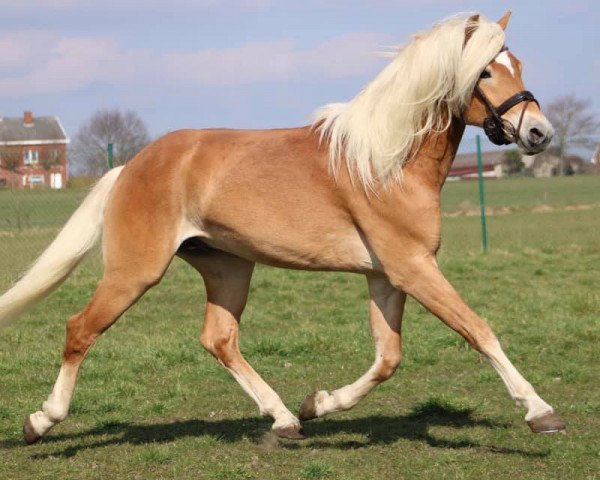 stallion Stubenkönig (Haflinger, , from liz. 510/T Stratos) stallion Stubenkönig (Haflinger, , from liz. 510/T Stratos)