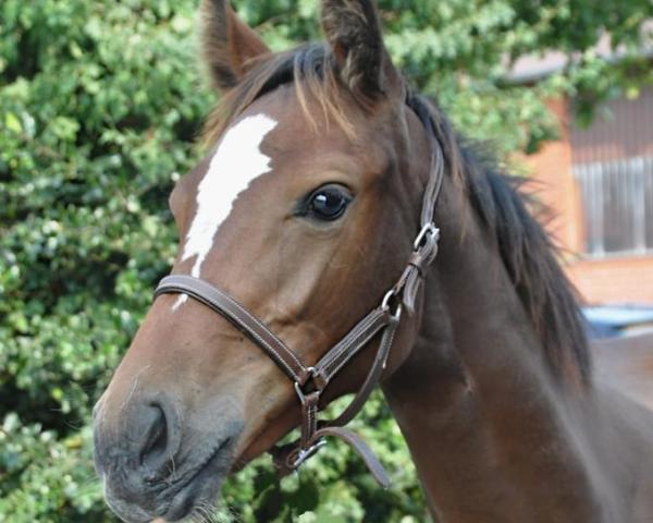 Pferd Dia Feliz (Oldenburger Springpferd, 2020, von Dia Corrado)