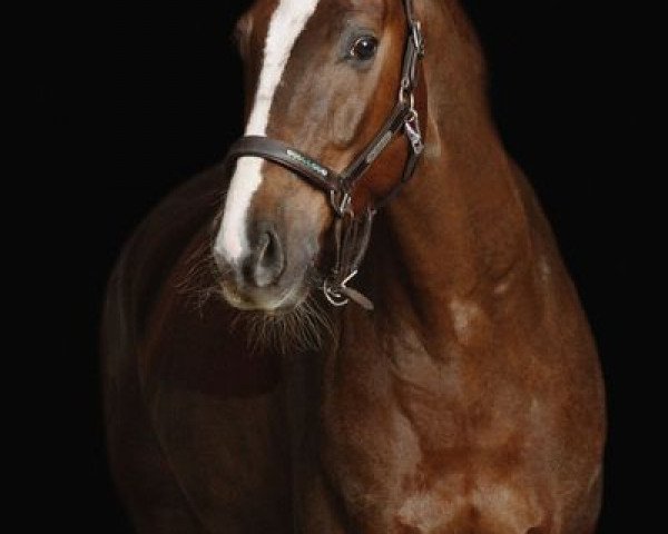 Dressurpferd Sir Sullivan 3 (Bayer, 2010, von Sir Schiwago)